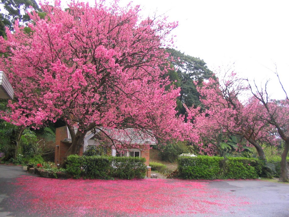 2004年3月4日竹子湖氣象站山櫻花盛況。點此顯示大圖(彈出視窗)