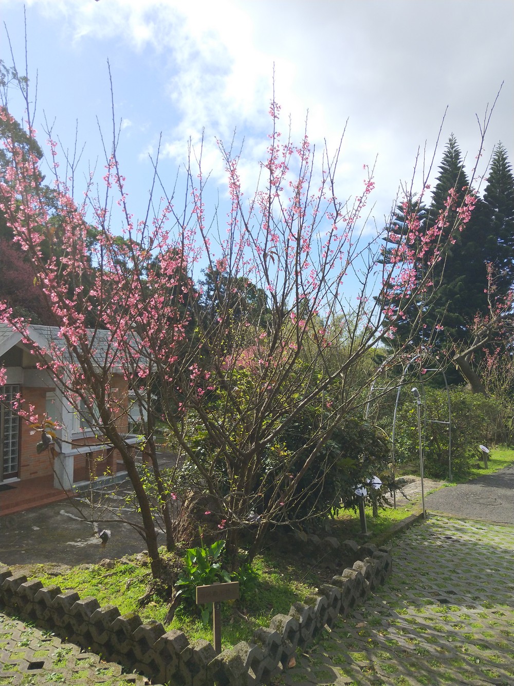 2022年3月1日竹子湖氣象站山櫻花景況。點此顯示大圖(彈出視窗)