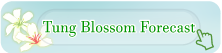 Tung Blossom Forecast